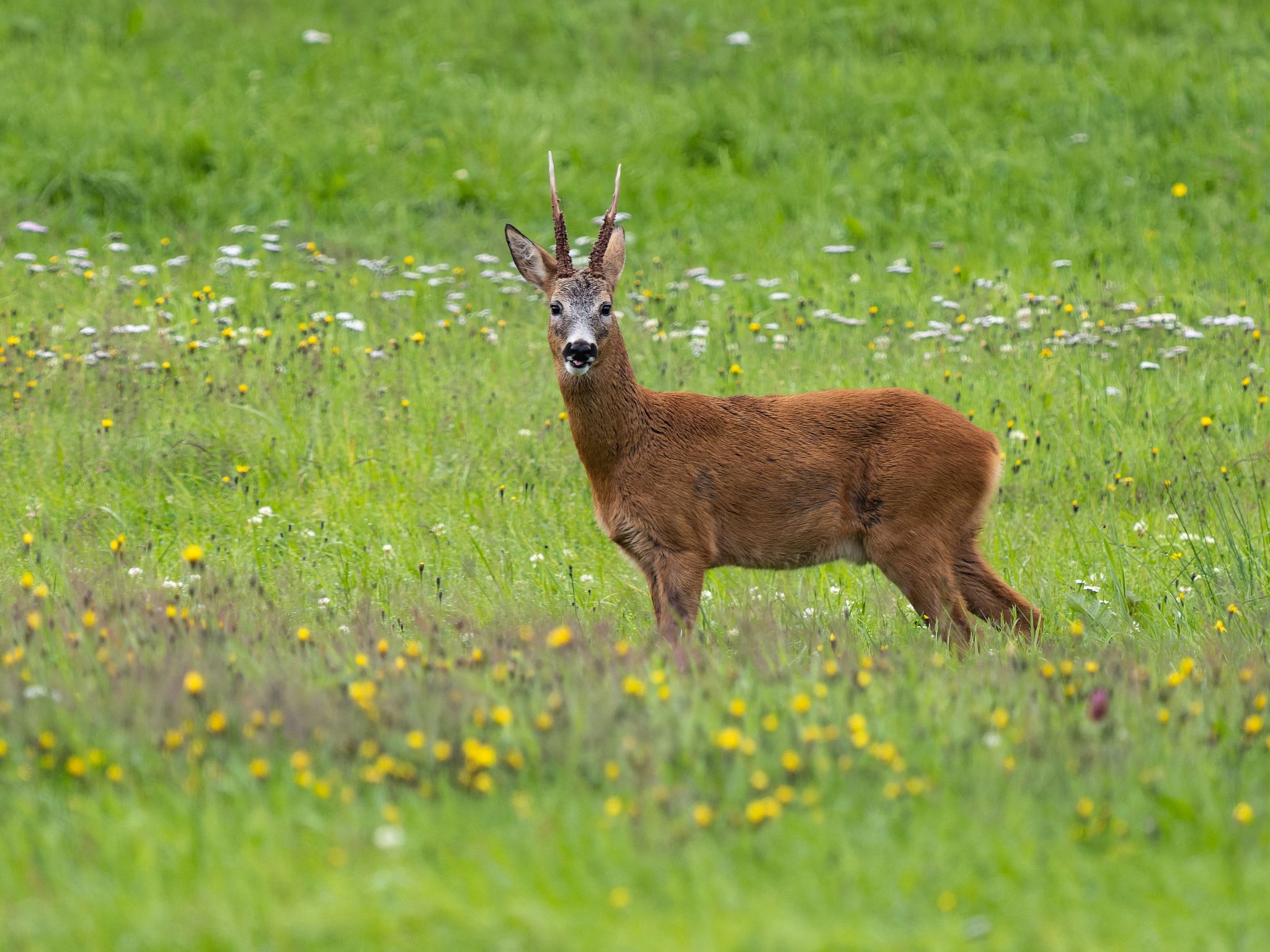 Rehwild